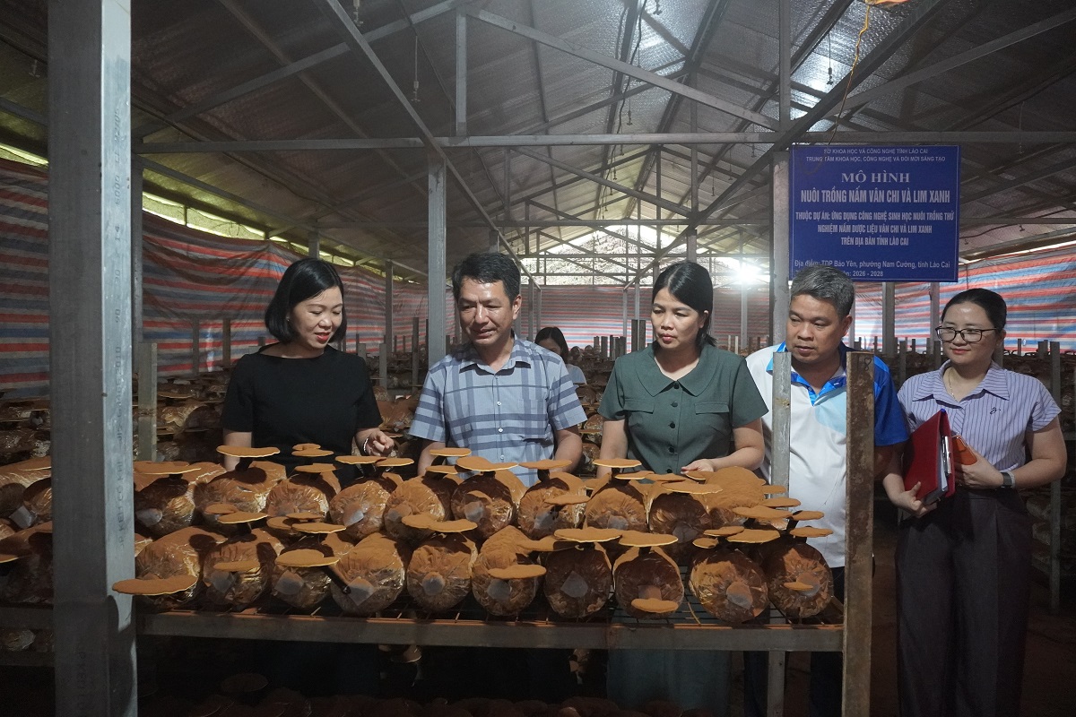 ĐỒNG CHÍ NGUYỄN THỊ LAN ANH - PHÓ GIÁM ĐỐC SỞ KHOA HỌC VÀ CÔNG NGHỆ KIỂM TRA MÔ HÌNH NUÔI TRỒNG THỬ NGHIỆM NẤM DƯỢC LIỆU VÂN CHI VÀ LIM XANH TRÊN ĐỊA BÀN TỈNH LÀO CAI